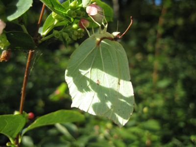Schmetterling 2